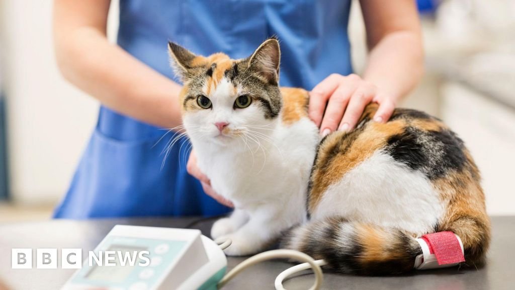 Vets may have to publish prices of common treatments in government plans