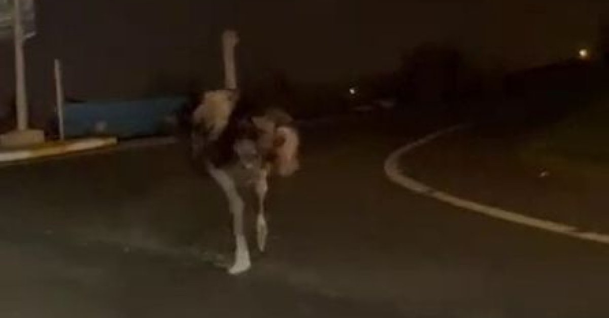 Son dakika: Devekuşu trafiği alt üst etti: O anlar cep telefonu kamerasına yansıdı