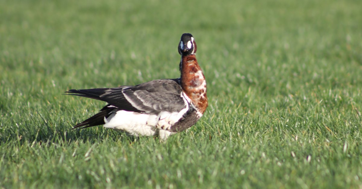 Rize’de Sibirya kazı görüntülendi