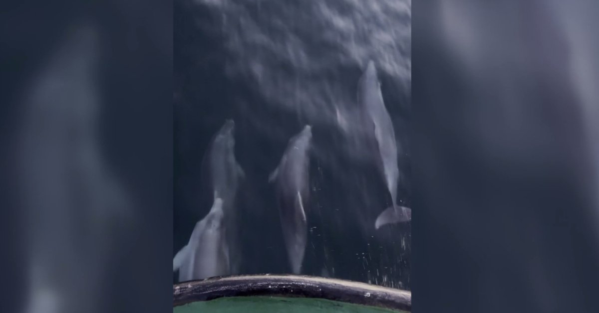 Balıkçı teknesine eşlik eden yunuslar kamerada