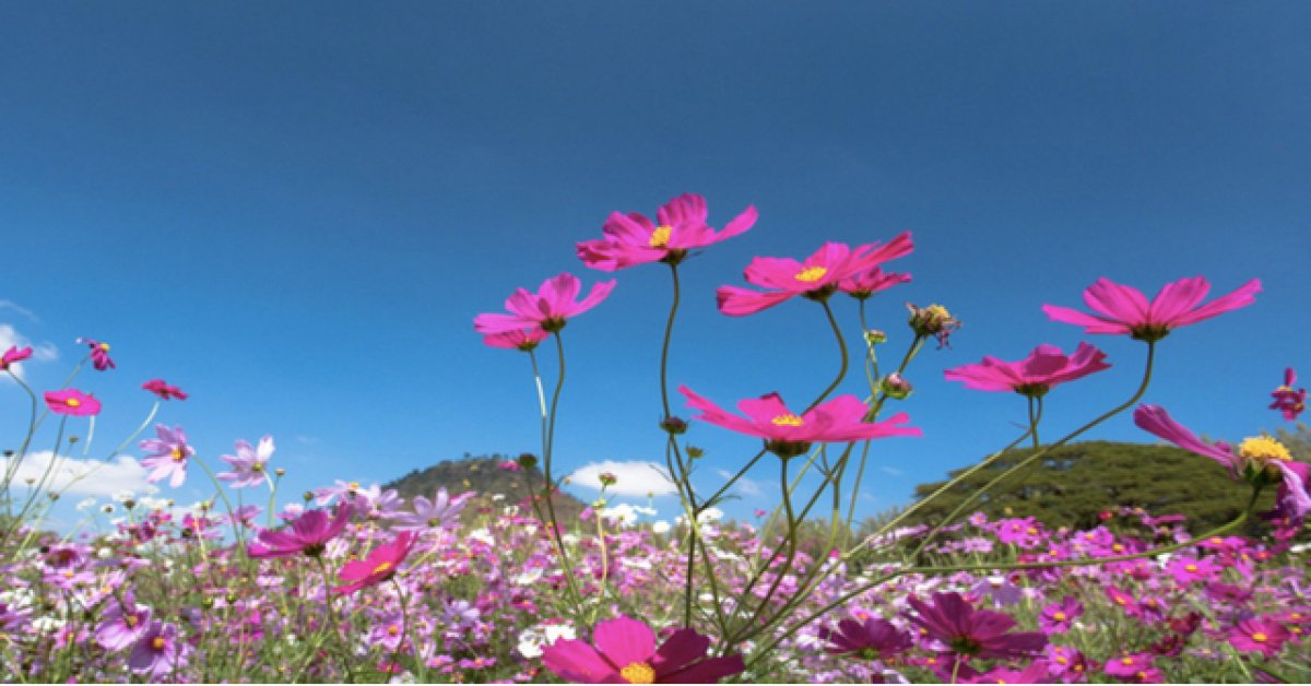 İlk cemre ne zaman ve nereye düşecek? 2026 Cemre düşme tarihleri