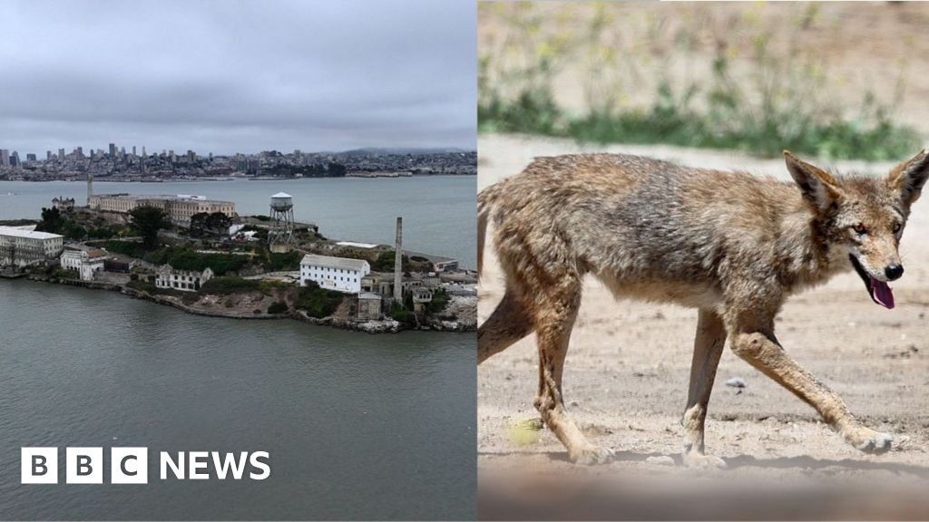 Stay or go – what's next for coyote that swam to Alcatraz?