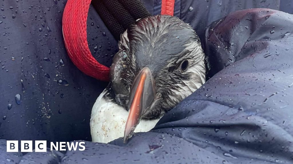 Puffins struggle to survive as Storm Chandra sweeps country
