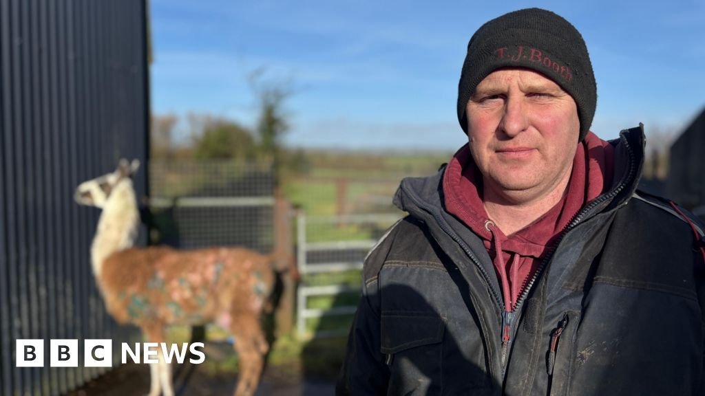 Farmer calls for action as llama injured after 'continuous' dog attacks