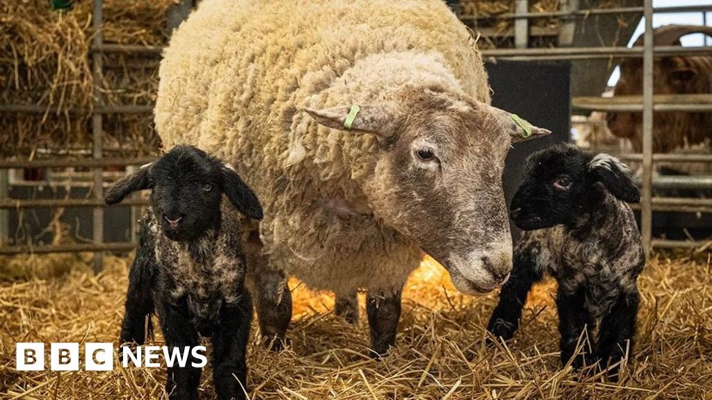 Britain's 'loneliest' sheep gives birth to first lambs
