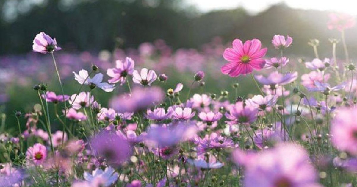 İlk cemre ne zaman ve nereye düşecek?