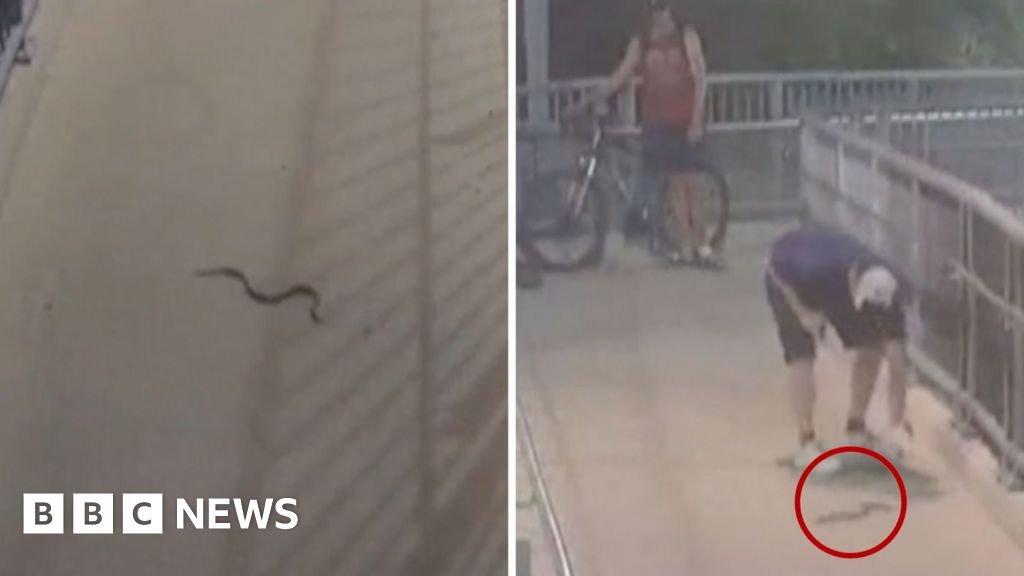 Snake scares commuters at Sydney train station