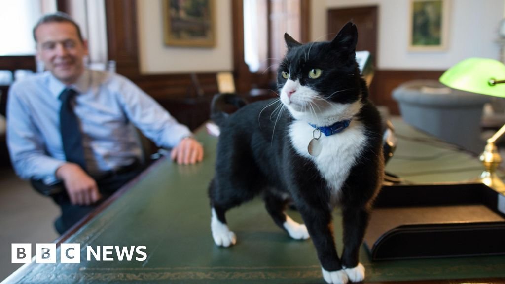 Former Foreign Office cat Palmerston dies in Bermuda